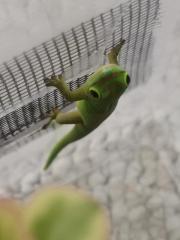 0. 0. 4 Phelsuma pasteuri