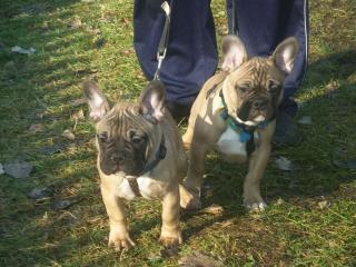 Französiche Bulldoggenwelpen von genetisch gesunden Ahnen