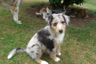 Colliemix. welpen