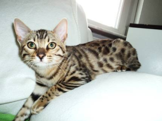 Wunderschöne Bengal-Kitten