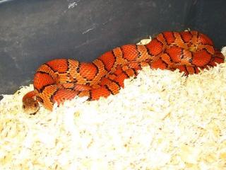 1. 1 Classic het. Hypomelanistic Sunkissed