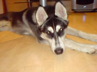 6 Monate alter Sibirian Husky Welpe