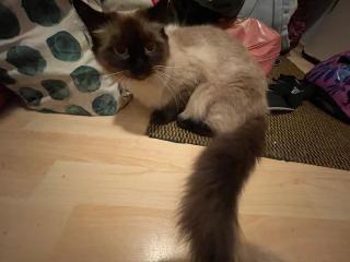 Birma Katze weiblich