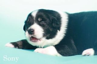 Noch zwei bildschöne Australian Shepherd Welpen in Black Tri m. P.
