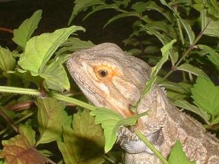 Bartagame 4 Jahre männlich mit bezaubernden Charkter
