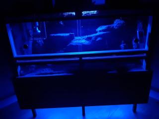 Komplettes Terrarium mit Leopardgecko