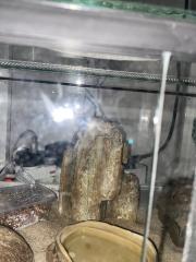 Dringend Madagaskar Großkopfgecko
