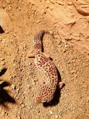 Zwei weibliche Leopardgeckos zu verkaufen