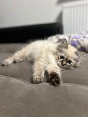 Reinrassige Heilige Birma Tabby