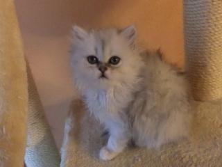 Perserkatzen Babys
