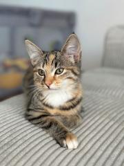 EKH Katze/ Weibchen