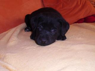 Elf Süsse Labradorwelpen zu Verkaufen