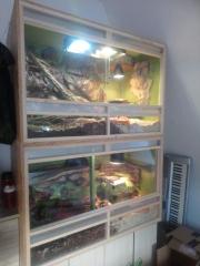 Zwei Kornnatteren inklusive Terrarium