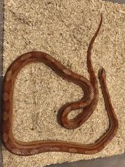 0. 1 Kornnatter Hypo-Motley het. Anery