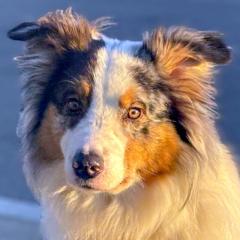 ALFRED - männlich 2 Jahre 58 cm 25 kg Australian Shepherd Gechipt Nicht kastriert