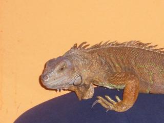 Hallo bin dringend auf der suche nach einem zuhause für mein leguan weibchen 4