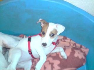 Jack-Russel-Terrier-Welpen
