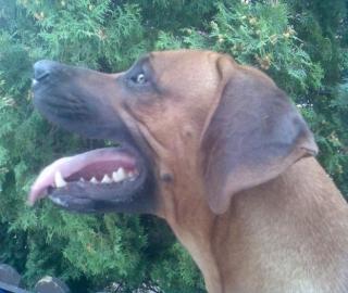 Arcus 2 Jahre alter Rhodesian Ridgeback Rüde sucht ein Zuhause