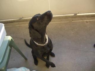 Balou sucht ein zuhause