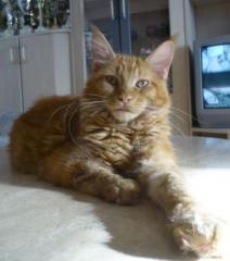 2 süße Maine Coon Teenager