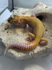 Leopardgecko Wy pastel Fire