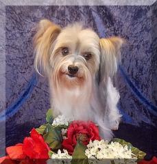 Biewer Yorkshire Terrier Dame sucht liebevolles Zuhause