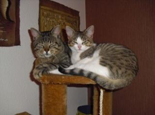 2Kater abzugeben