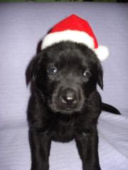10 süße schwarze reinrassige Labradorwelpen