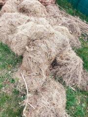 Getrocknetes Gras/ stroh/Tiernahrung