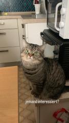 Hauskater/Deckkater in liebevolle Hände abzugeben