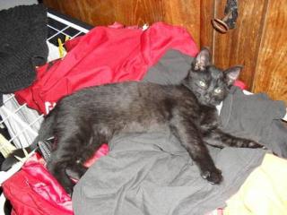 Kleiner schwarzer kater art black smoke sucht neues zuhause