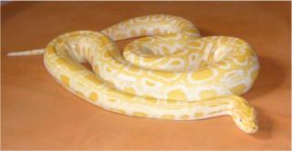 NZ08 Albino Tigerpython Weibchen ca. 2m Python molurus bivittatus