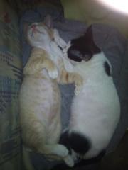2 Süsse Katzenbaby abzugeben