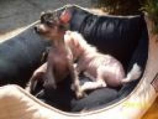 Chinese Crested Dog Nakthund Welpens kann Sie reservieren