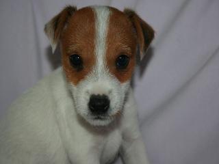 Parson Jack Russell Terrier Welpen