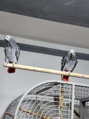 Graupapageienpaar 3Jahre mit großem Käfig und Zubehör