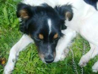 KASPER sucht neues ZUHAUSE
