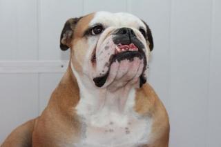 DRINGEND Englische Bulldogge zu verkaufen