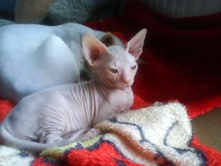 Sphynxkitten sucht liebevolles zu Hause