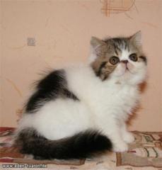 Wir haben wunderschöne Exotic Kitten