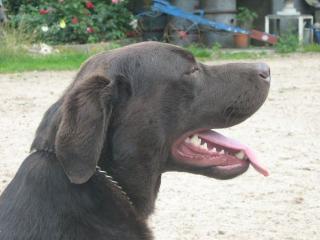 Labrador Rüde 1 1/2 Jahre alt schoko