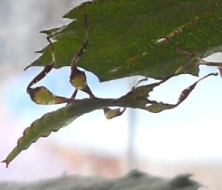 Biete Phyllium siccifolium