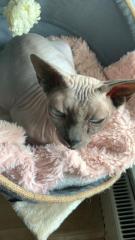 Verkaufe Sphynx Canadian Kater, dringend