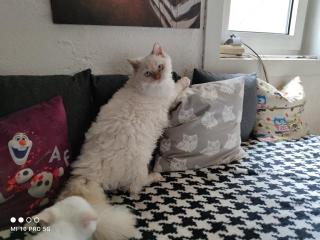 Wurfankündingung Selkirk Rex Babys mit Stammbaum