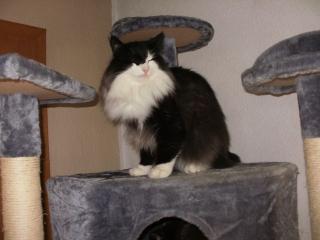 Norw. Waldkatze/ Kater