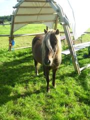 Verkaufe American Shetlandpony