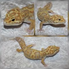 Leopardgeckos versch. Morphe