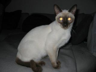 Kampfschmuser Thaikater