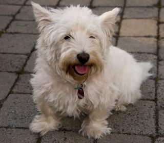 West-Highland-White Terrier, 5 Jahre, weibl.
