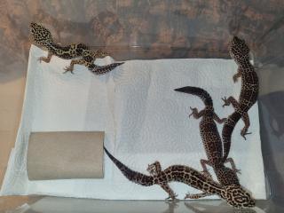 4 Leopardgecko Weibchen ca. 2 Jahre